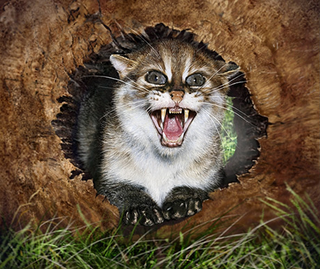 Illustration for article titled Caturday - Prionailurus planiceps Edition